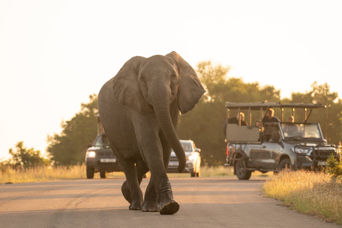 Half-day Kruger safari vehicle with guests watching wildlife